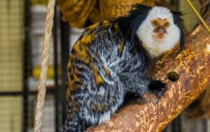 Have your say on Government proposals to ban keeping primates as pets ...