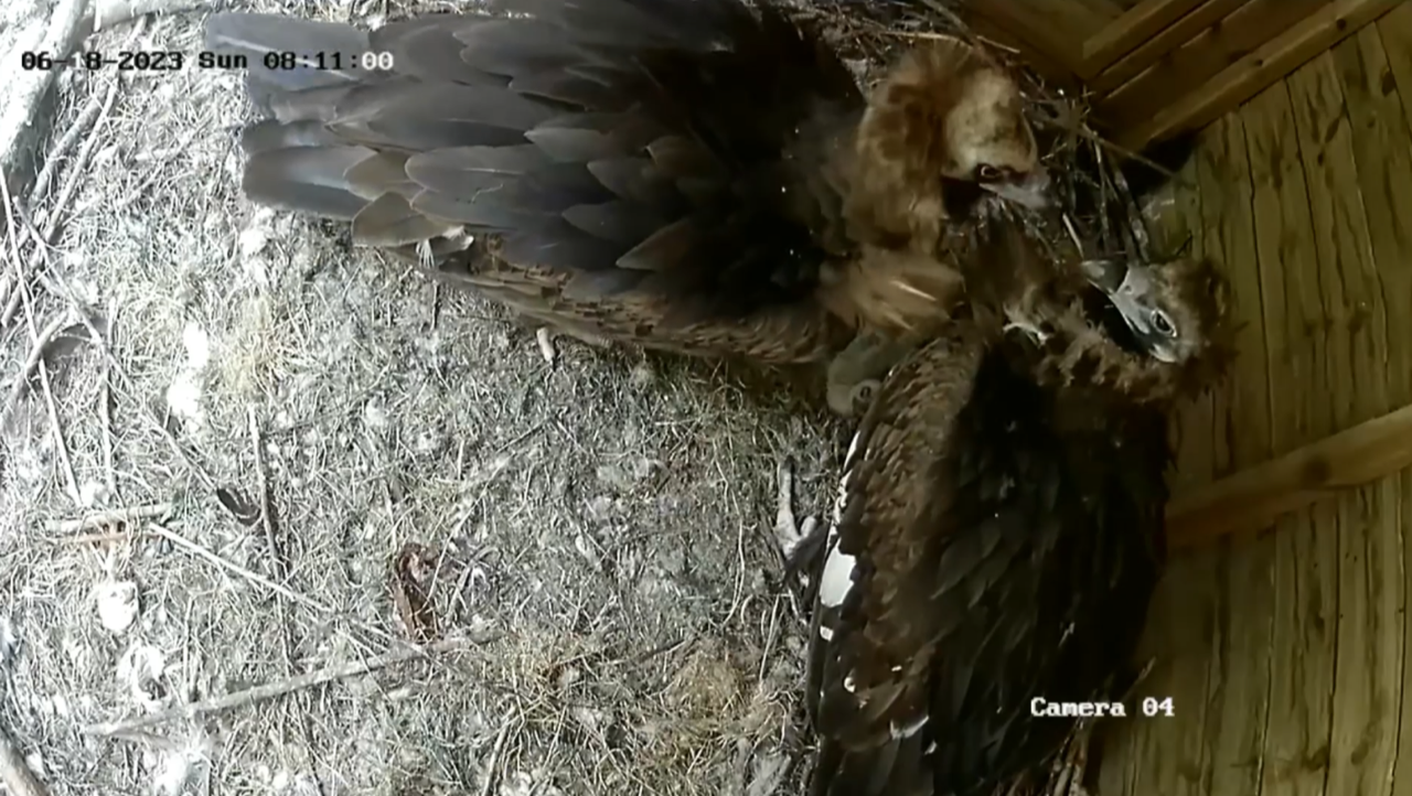 Hatching Hawk The Hawk Conservancy Trust Celebrates the Successful Hatching of ...