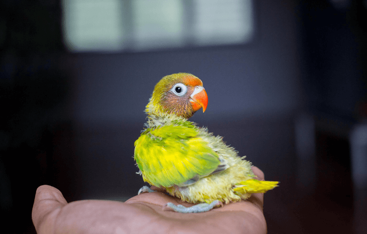 A baby parrot in a palm of a hand