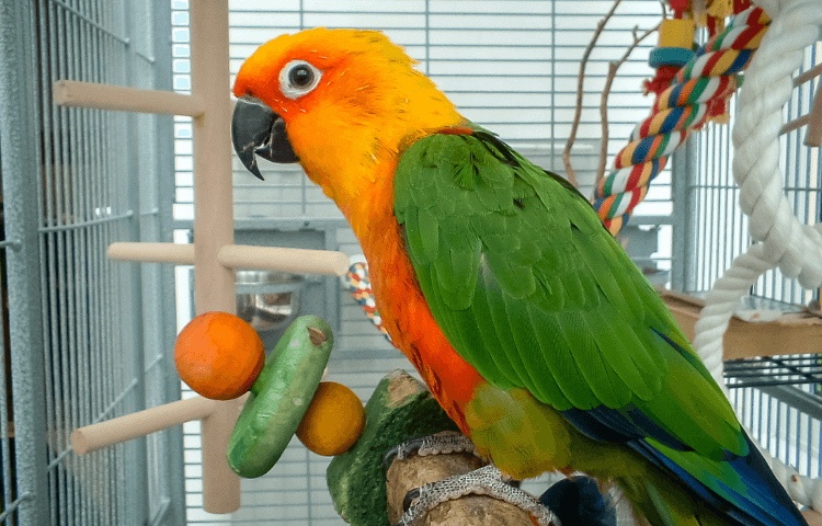 A beautiful orange and green parrot in a cage 