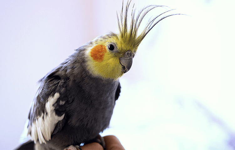 A lovely grey and yellow parrot