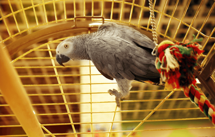 A grey parrot in its cage