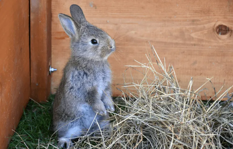 An imagine of a bunny on its hind legs