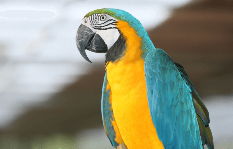 A stunning yellow and blue parrot