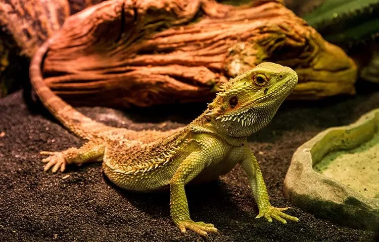 A bearded dragon resting on dark substrate inside a terrarium, with a water dish and a large piece of driftwood in the background.