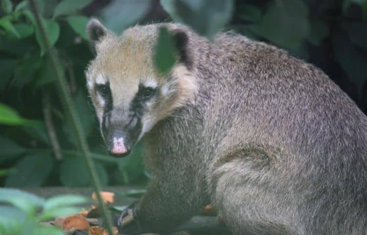 coati sitting surrounded by leaves