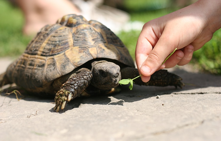 A Russian tortoise sat on the ground is fed some green vegetation by a small child