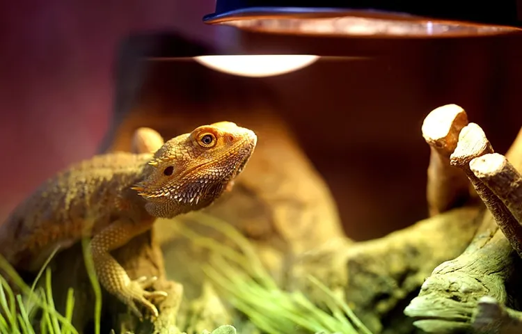 A bearded dragon lies poised on a rock beneath the heat lamp in its terrarium 