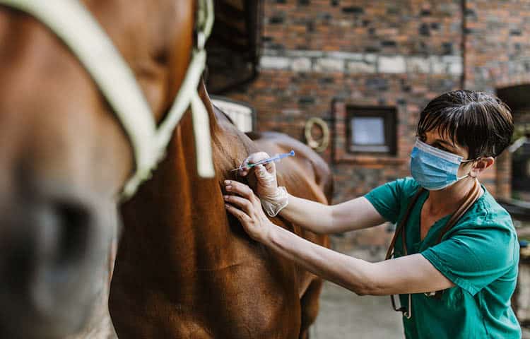 Alt: Female veterinarian with short dark hair in scrubs administers an injection to a brown horse at a stables 