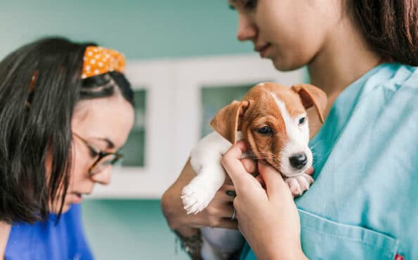 A close-up of a Jack Russell puppy being held by one of two vets during his puppy examination
