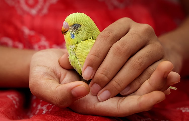 A small green budgerigar resting peacefully with its eyes closed, gently cradled in a person’s hands against a red patterned background.