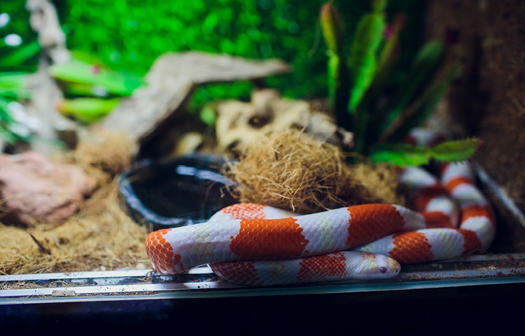A red and white snake resting on the substrate inside a terrarium with plants, moss, and a small water dish.