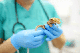 Close-up of a veterinarian examining a gecko with health issues in an exotic veterinary clinic.