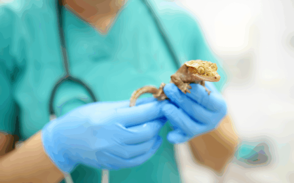Close-up of a veterinarian examining a gecko with health issues in an exotic veterinary clinic.