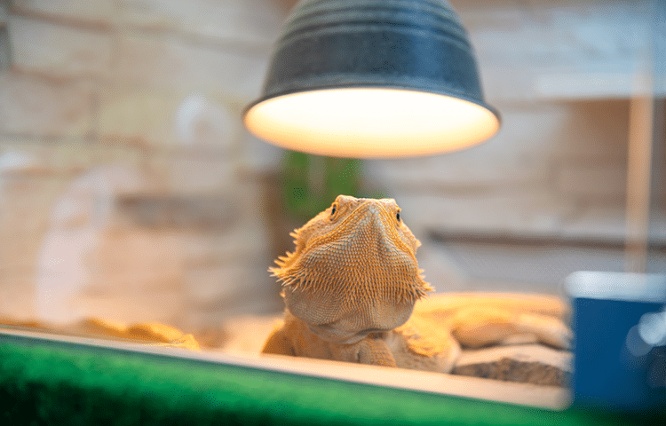 Bearded dragon, is basking under a heat lamp in a terrarium, one of the best ways to keep health issues at bay.