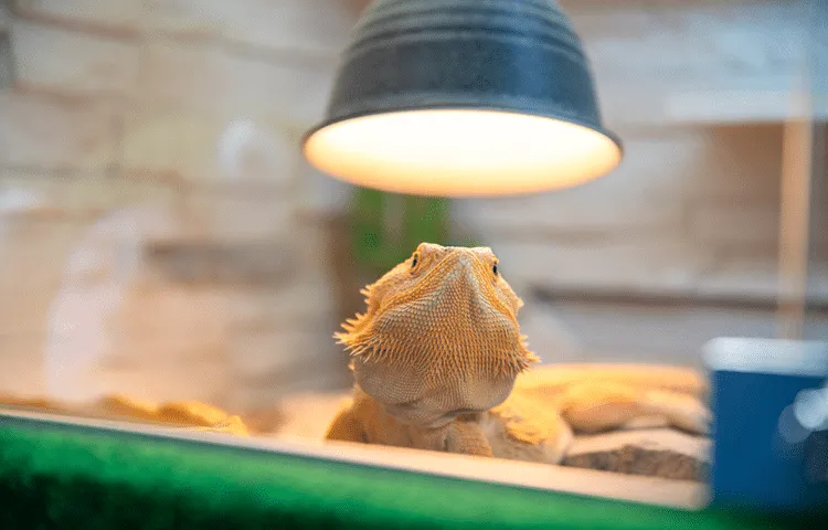 Bearded dragon, is basking under a heat lamp in a terrarium, one of the best ways to keep health issues at bay.