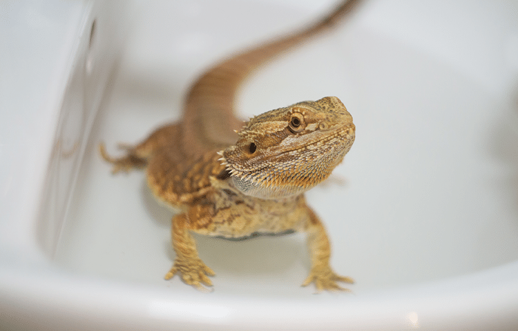Bearded dragon takes a warm bath in a sink to help with health issues.