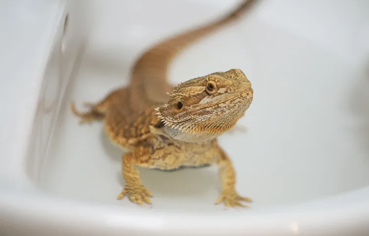 Bearded dragon takes a warm bath in a sink to help with health issues.