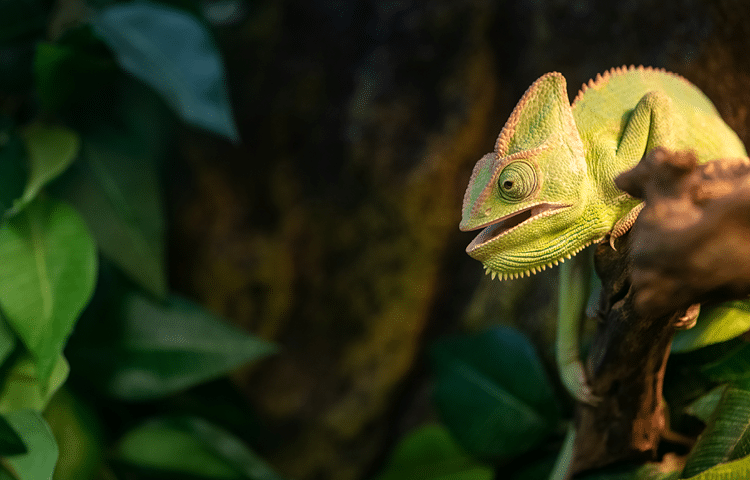 Pet chameleon with its mouth open sits on branch in its terrarium. Breathing with an open mouth can be a sign of respiratory health issues. 