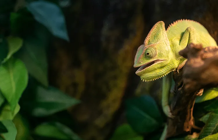 Pet chameleon with its mouth open sits on branch in its terrarium. Breathing with an open mouth can be a sign of respiratory health issues.