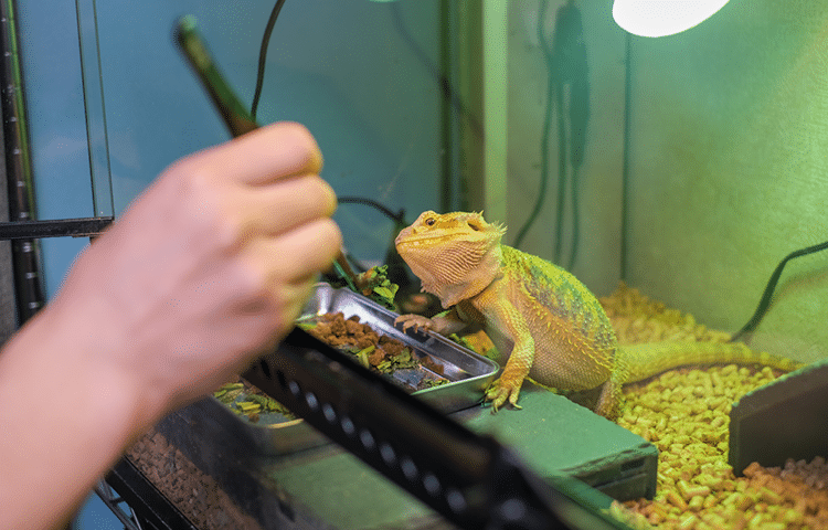 Exotic pet owner feeds bearded dragon supplements to help with health issues 