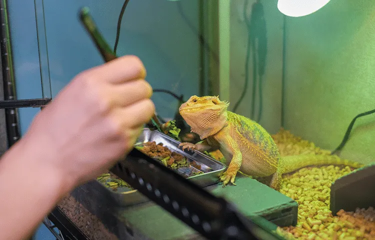 Exotic pet owner feeds bearded dragon supplements to help with health issues