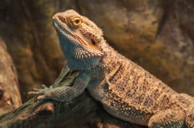 Bearded dragon resting on a branch inside a terrarium.
