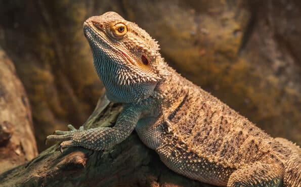 Bearded dragon resting on a branch inside a terrarium.