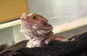 Toothless, the bearded dragon laying on a black blanket.