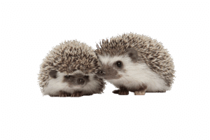 two hedgehogs together