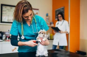 lionhead rabbit being examined in the vet clinic