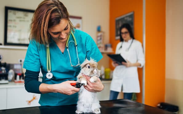 lionhead rabbit being examined in the vet clinic