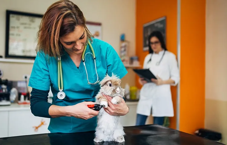 lionhead rabbit being examined in the vet clinic