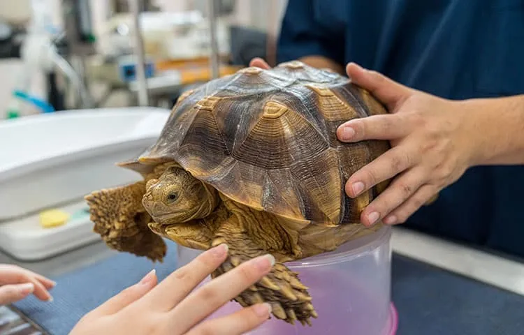 exotic tortoise in the veterinary examination room