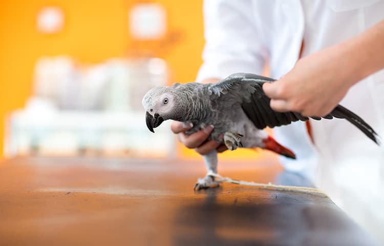 examination and diagnosis of african gray parrot in ver