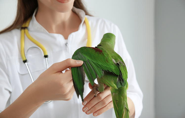 Veterinarian examining Alexandrine parakeet in clinic