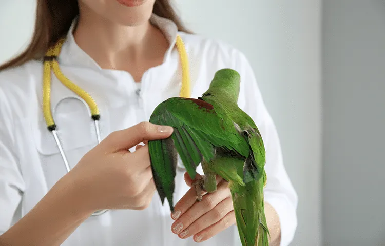 Veterinarian examining Alexandrine parakeet in clinic