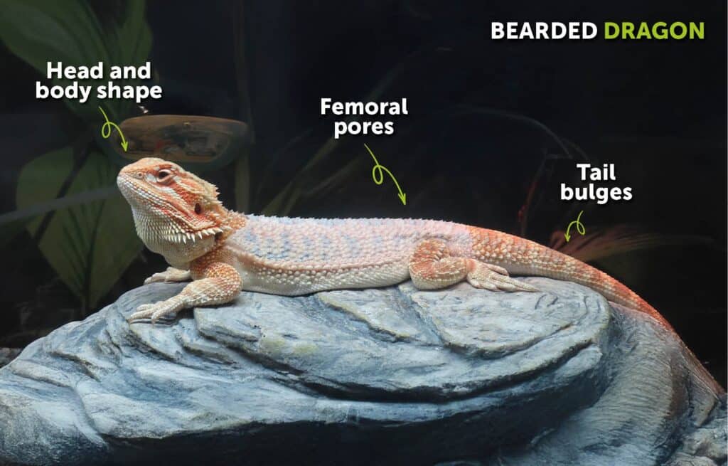 Bearded Dragon Anatomy Guide Highlighting Sex Identification Features