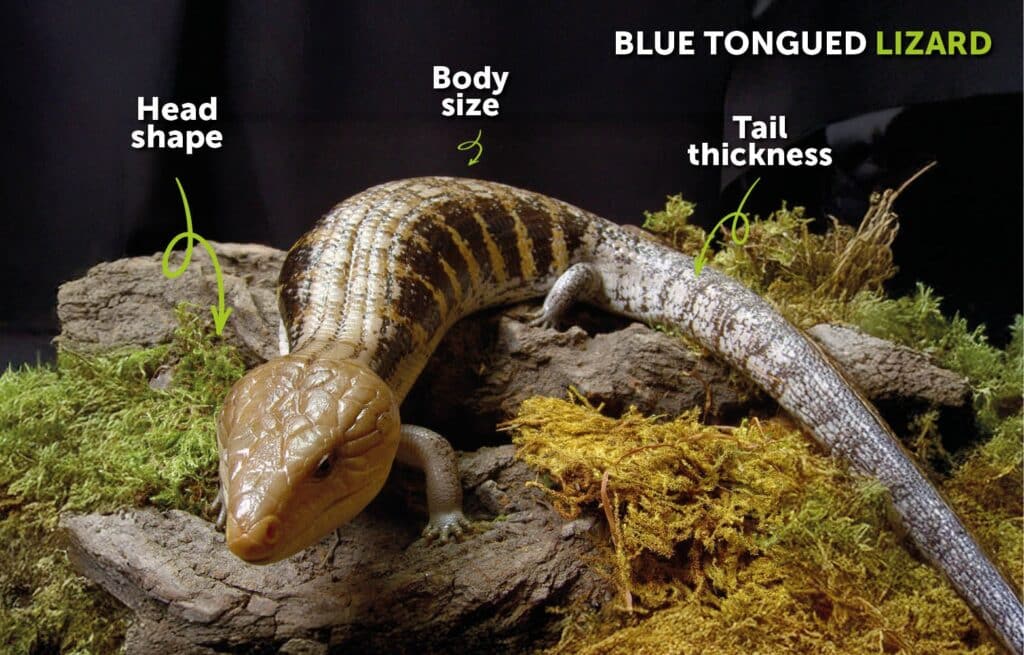 Blue tongued lizard Anatomy Guide Highlighting Sex Identification Features