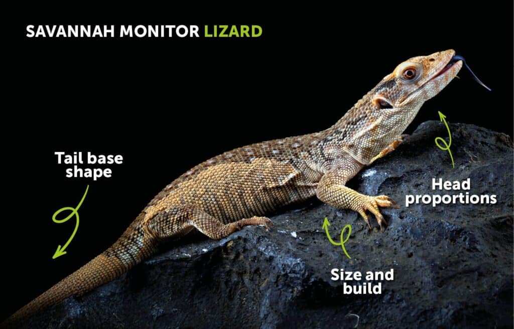 Savannah monitor lizard Anatomy Guide Highlighting Sex Identification Features
