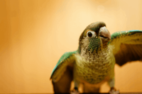 Close up of a Green Cheek Conure spreading it's wings against an orange background