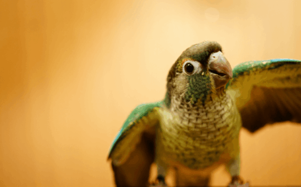 Close up of a Green Cheek Conure spreading it's wings against an orange background
