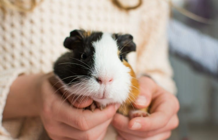 Tricolor guinea pig held by a woman wearing sweater