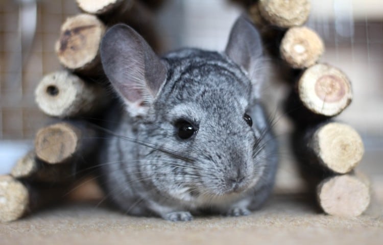 Grey chinchilla in a wooden tunnel.