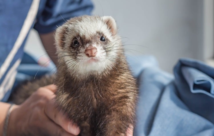 Domestic ferret pet in the hands of a girl