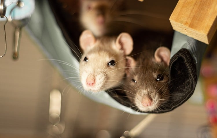 Two rats resting side by side in a hammock.