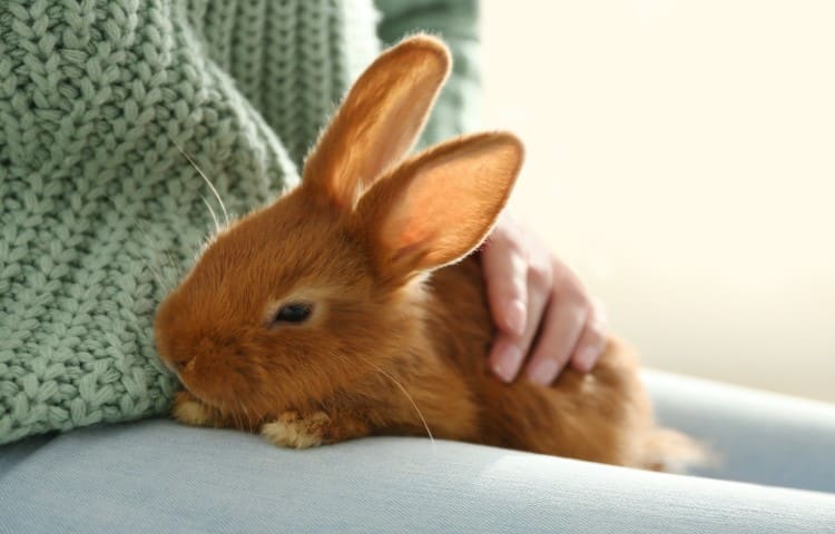 Downloaded Young woman with adorable rabbit indoors, closeup.