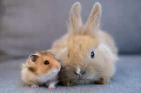 hamster and rabbit sitting side by side, animal friendship.