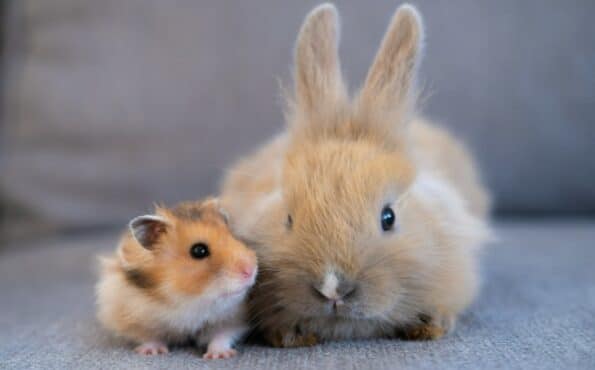 hamster and rabbit sitting side by side, animal friendship.