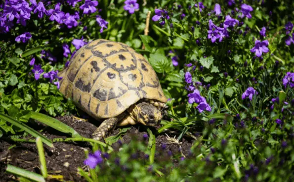 Tortoise outdoors amongst purple flowers